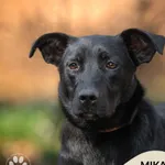 Pies do adopcji, Gdynia, 8 maja 2025