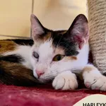 Kot do adopcji, Gdynia, 8 maja 2025