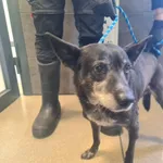 Znaleziono psa, Chełmek, 8 maja 2025