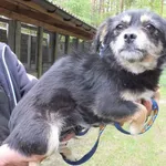 Znaleziono psa, Nowa Krępa, 25 kwietnia 2025