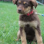 Pies do adopcji, Grudziądz, 23 kwietnia 2025