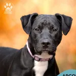 Pies do adopcji, Gdynia, 8 maja 2025