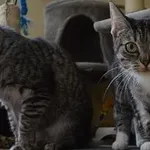 Kot do adopcji, Oborniki, 17 kwietnia 2025