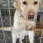 Oddam psa, Warszawa, 10 maja 2025