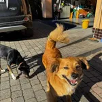 Oddam psa, Warszawa, 10 maja 2025