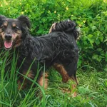 Pies do adopcji, Henrykowo, 17 marca 2025