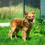 Znaleziono psa, Racławice, 7 maja 2025