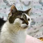 Kot do adopcji, Chełmek, 19 lipca 2024