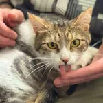 Znaleziono kota, Lublin, 12 maja 2025