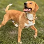 Pies do adopcji, Kraków, 24 kwietnia 2025