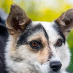 Znaleziono psa, Racławice, 5 maja 2025