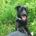 Pies do adopcji, Henrykowo, 5 kwietnia 2025