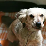 Znaleziono psa, Wałbrzych, 2 maja 2025