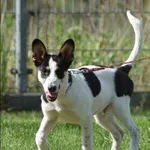 Znaleziono psa, Grudziądz, 22 marca 2025