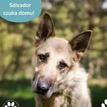 Pies do adopcji, Dąbrówka, 10 maja 2025