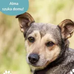 Pies do adopcji, Dąbrówka, 10 maja 2025