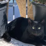 ZAGINĄŁ CZARNY KOTEK 🐈‍⬛ 