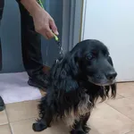 Znaleziono psa, Sosnowiec, 6 maja 2025