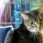 Znaleziono kota, Wałbrzych, 30 kwietnia 2025