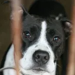 Znaleziono psa, Wałbrzych, 4 maja 2025