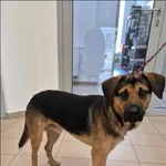 Znaleziono psa, Grudziądz, 11 maja 2025