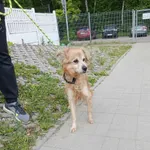 Znaleziono psa, Sosnowiec, 8 maja 2025