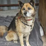 Pies do adopcji, Milanówek, 10 maja 2025