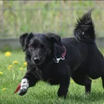 Znaleziono psa, Grudziądz, 26 lutego 2025