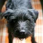 Znaleziono psa, Wałbrzych, 2 maja 2025