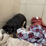 Pies do adopcji, Kraków, 26 kwietnia 2025