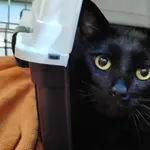 Znaleziono kota, Toruń, 8 maja 2025