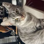 Zaginął kot, Łódź, 12 maja 2025