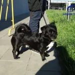 Znaleziono psa, Szczecin, 11 maja 2025