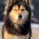 Imię: Merkury Chip: 616093903024676 Płeć : Samiec Wiek: styczeń 2018 Wielkość: średni Dzieci: w wieku szkolnym Kastracja/sterylizacja: tak Inne Psy: akceptuje inne psy Charakter: Merkury to bardzo sym