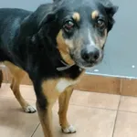 Znaleziono psa, Sosnowiec, 11 maja 2025