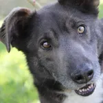 Pies do adopcji, Bełchatów, 3 czerwca 2022