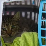 Znaleziono kota, Sosnowiec, 4 maja 2025