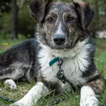 Pies do adopcji, Konin, 14 marca 2025