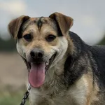 Imię: Samuel Chip: 616093902541154 Płeć : Samiec Wiek: styczeń 2020 Wielkość: średni Dzieci: w wieku szkolnym Kastracja/sterylizacja: tak Inne Psy: akceptuje inne psy Charakter: Samuel to psiak który 