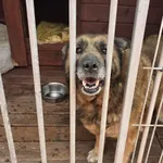 Pies do adopcji, Gorzów Wielkopolski, 30 kwietnia 2025