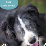 Pies do adopcji, Dąbrówka, 12 maja 2025