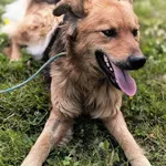 Pies do adopcji, Bełchatów, 21 marca 2025