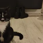 Zaginął kot, Łódź, 13 maja 2025