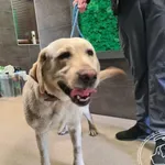 Przyjęty: 2025-05-13 Gmina: Brzeszcze Płeć: Suka Opis: labrador, biszkoptowe