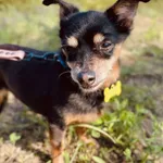 Znaleziono psa, Szczecin, 13 maja 2025