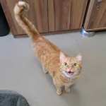 Kot do adopcji, Olsztyn, 23 kwietnia 2025