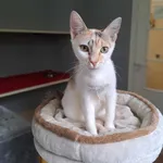 Kot do adopcji, Olsztyn, 18 kwietnia 2025