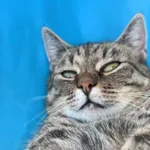 Kot do adopcji, Radom, 6 września 2025