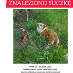 Znaleziono psa, Stanisławów, 13 maja 2025