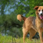 Znaleziono psa, Toruń, 16 kwietnia 2025